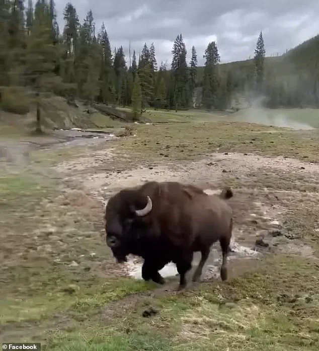 Controversy Erupts as Yellowstone Tourists' Viral 'Dancing' Bison Video Revealed to Be Pre-Attack Behavior