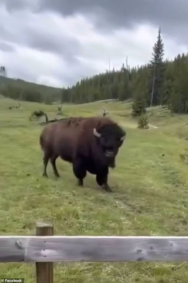 Controversy Erupts as Yellowstone Tourists' Viral 'Dancing' Bison Video Revealed to Be Pre-Attack Behavior