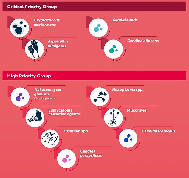 Urgent Alert: Europe Faces Rapid Spread of Drug-Resistant Candida auris as WHO and ECDC Sound Alarm