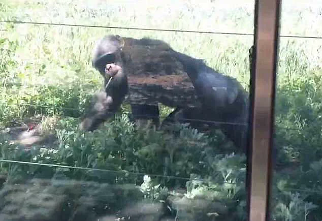 Exclusive Footage of Chimpanzee Smoking at Lanzhou Zoo Sparks Public Outcry and Questions Over Safety Protocols