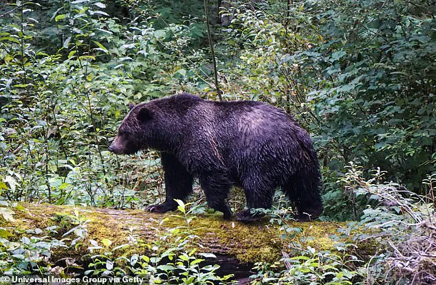 Grizzly Bear Still at Large After Attacking Canadian Elementary School, Leaving 11 Injured as Authorities Launch Urgent Capture Operation