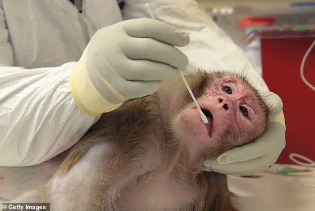 Trump Administration Halts CDC Research on Monkeys and Apes in Push to Eliminate Animal Testing