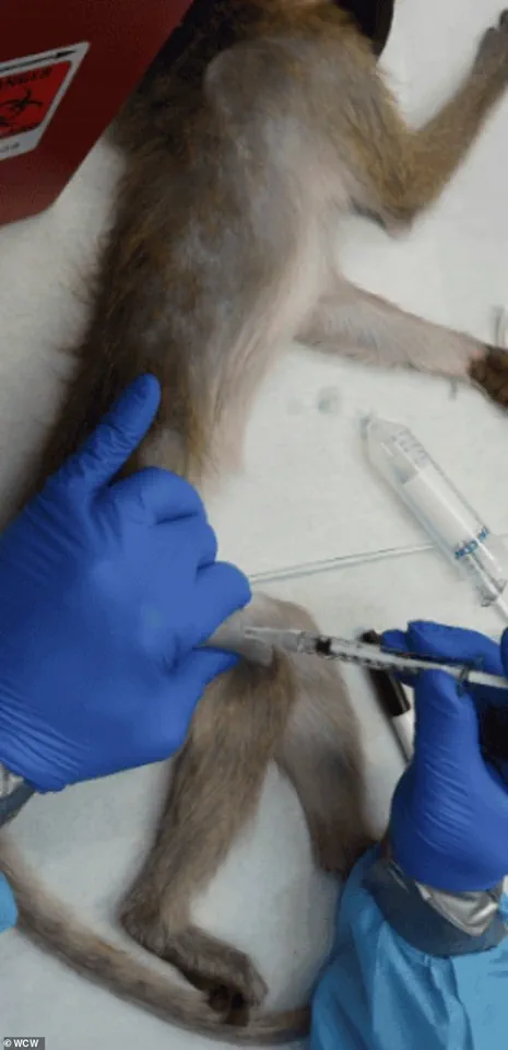 Trump Administration Halts CDC Research on Monkeys and Apes in Push to Eliminate Animal Testing