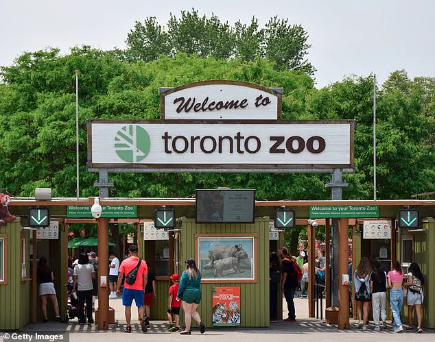 Toronto Zoo Mourns Death of Endangered Giraffe in Freak Accident, Sparks Conversation on Animal Safety