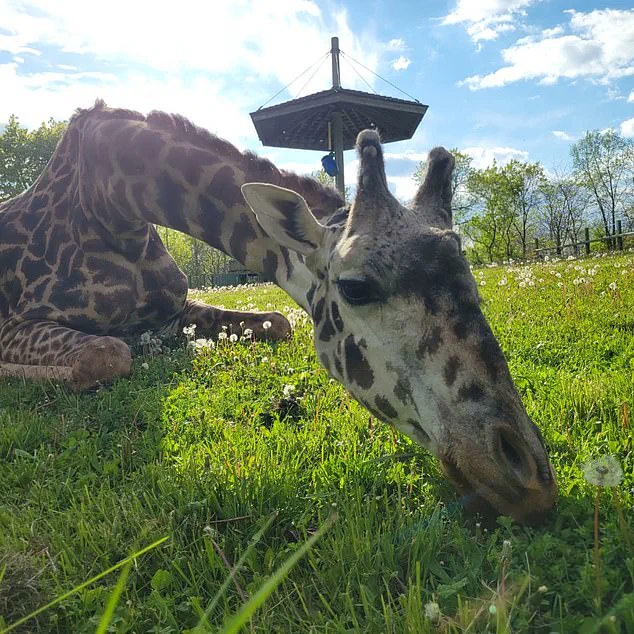Toronto Zoo Mourns Death of Endangered Giraffe in Freak Accident, Sparks Conversation on Animal Safety