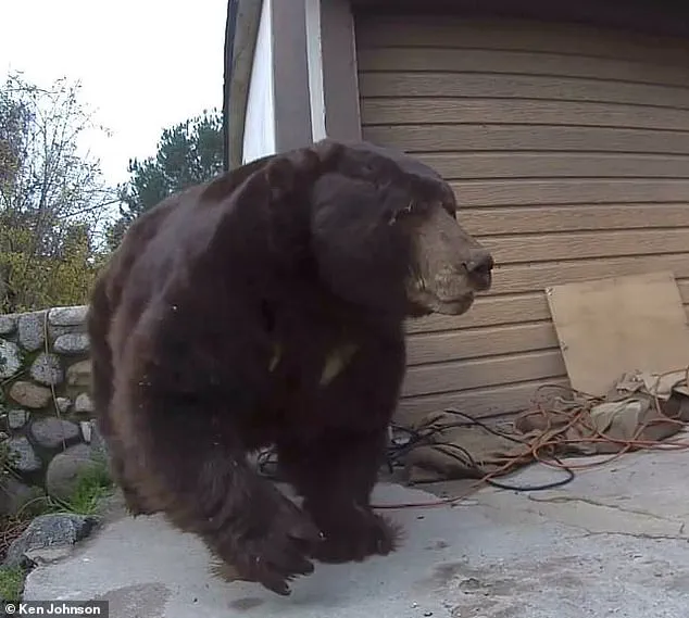 California Homeowner Finally Removes 550-Pound Bear After Month-Long Intrusion