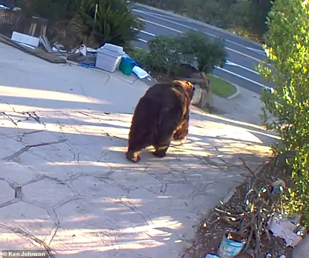California Homeowner Finally Removes 550-Pound Bear After Month-Long Intrusion