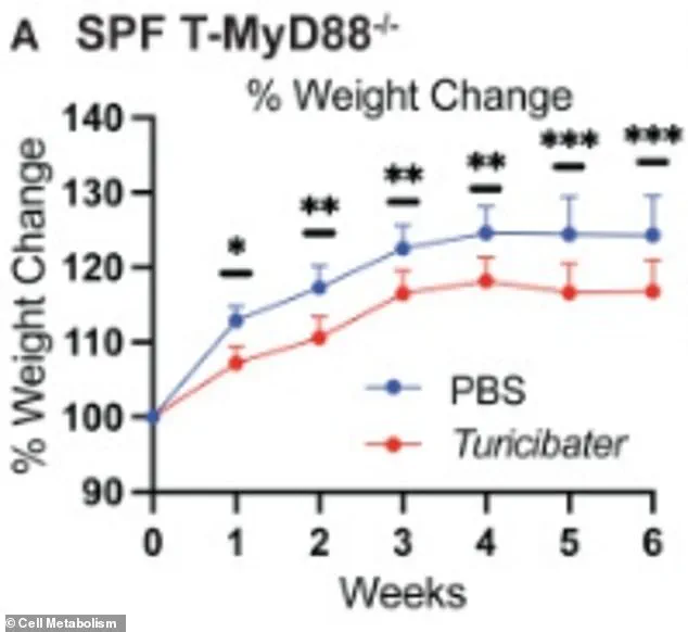 University of Utah Research Indicates Turicibacter May Help Combat Obesity in High-Fat Diet Mice