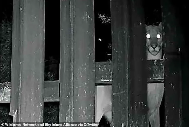 Limited Access: Federal Contractors Install 'Doggy Doors' on US-Mexico Border for Select Animal Migration