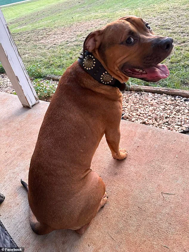 Urgent Pet Safety Questions After Tennessee Mother's Amputation in Shocking Dog Attack