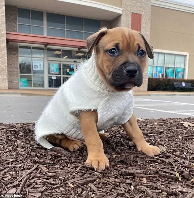 Urgent Pet Safety Questions After Tennessee Mother's Amputation in Shocking Dog Attack