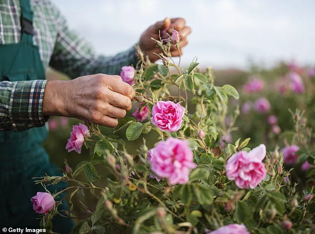 Exclusive Insights: How Rose Stem Cells Could Unlock the Secret to Eliminating Grey Hair