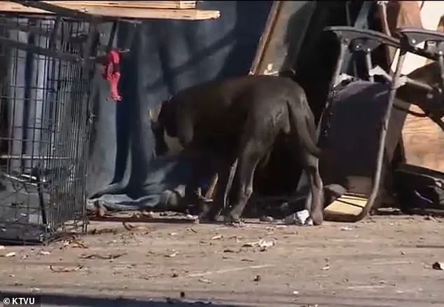 Rare Leptospirosis Outbreak in California Homeless Encampments Sparks Public Health Emergency, Raises Concerns for Human and Animal Safety