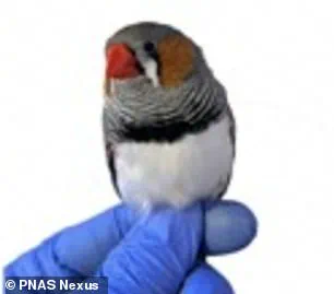 Exclusive Insights: Spanish Scientists Reveal Red Hair's Hidden Defense Against Harmful Compounds