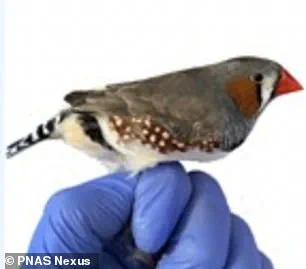 Exclusive Insights: Spanish Scientists Reveal Red Hair's Hidden Defense Against Harmful Compounds