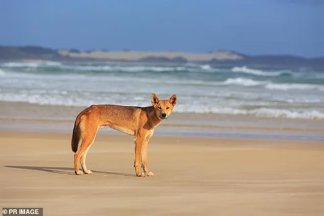 Tragedy on K'gari: Canadian Woman's Death Amid Dingo Encounter Sparks Safety Concerns