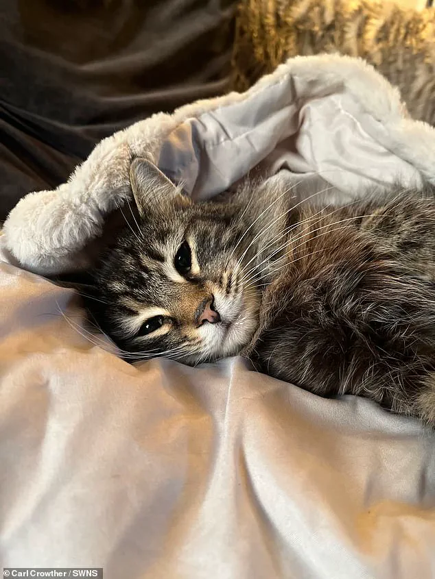 Amazon Delivery Driver's Alleged Theft of Cat Sparks Outrage as Pet is Safely Returned to West Yorkshire Family