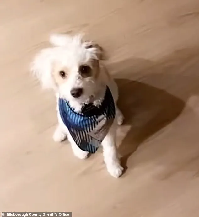 Former Florida Police Officer Arrested for Allegedly Poisoning Ex-Girlfriend's Dog, Sparking Community Outrage and Questions About Accountability