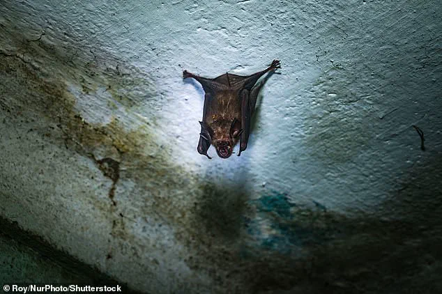 Resurgence of Nipah Virus in India's West Bengal Sparks Renewed Pandemic-Era Measures Across Asia