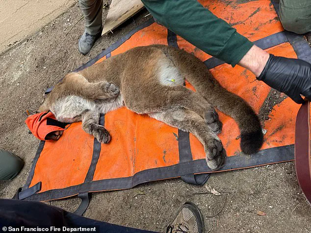 Mountain Lion Captured in San Francisco After 30-Hour Search Sparks Concern Over Urban Wildlife Encounters