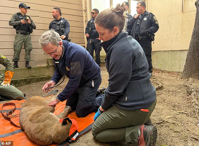 Mountain Lion Captured in San Francisco After 30-Hour Search Sparks Concern Over Urban Wildlife Encounters