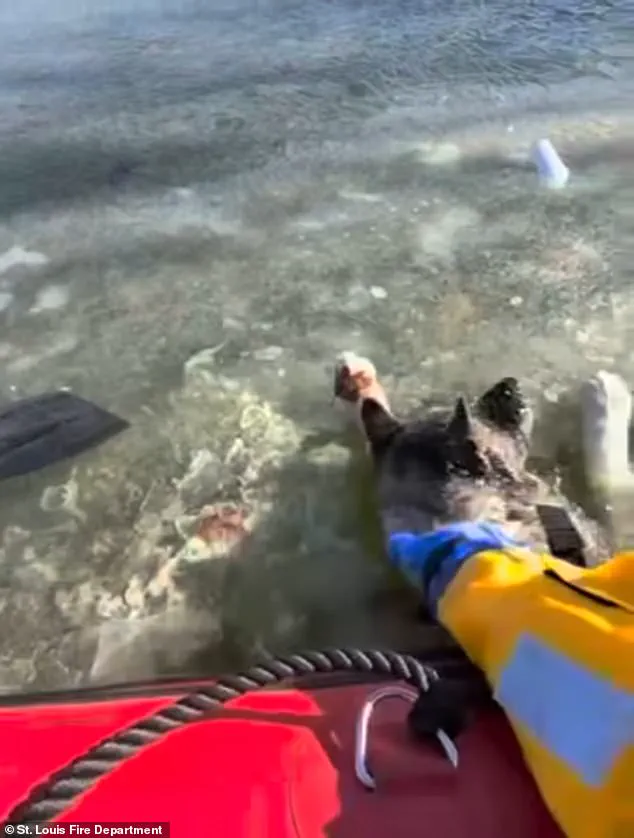 Exclusive Insight: The Perilous Rescue of a Dog from an Icy Lake Reveals the Hidden Risks of Emergency Responders