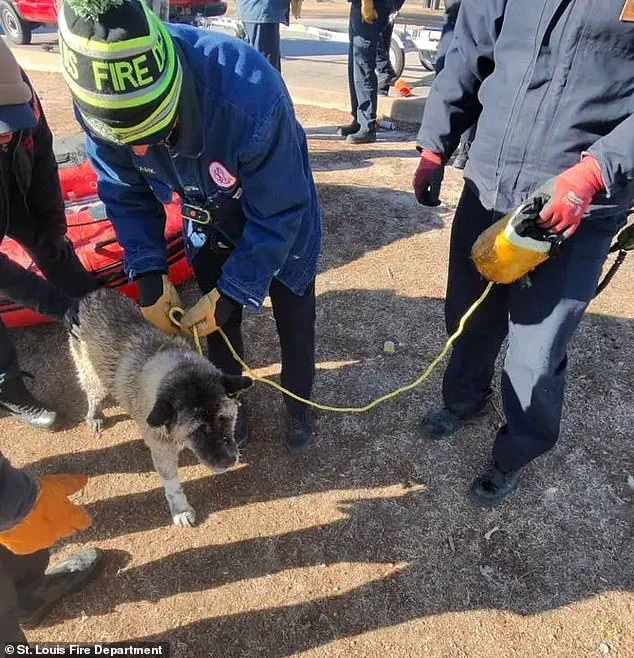 Exclusive Insight: The Perilous Rescue of a Dog from an Icy Lake Reveals the Hidden Risks of Emergency Responders