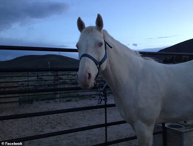 Exclusive: Secret Ritual and Horse Sacrifice Revealed in Maple Valley Gang Case