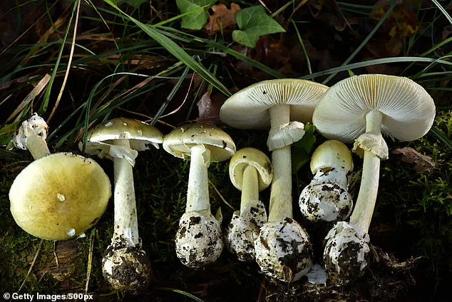 Fourth Fatality in Northern California Mushroom Poisoning Outbreak Sparks Urgent Health Alerts