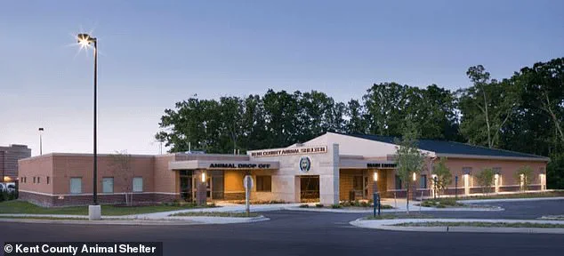 Miraculous Reunion: Missing Michigan Puppy Found After Year-Long Search