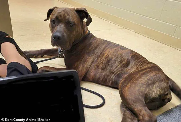 Miraculous Reunion: Missing Michigan Puppy Found After Year-Long Search