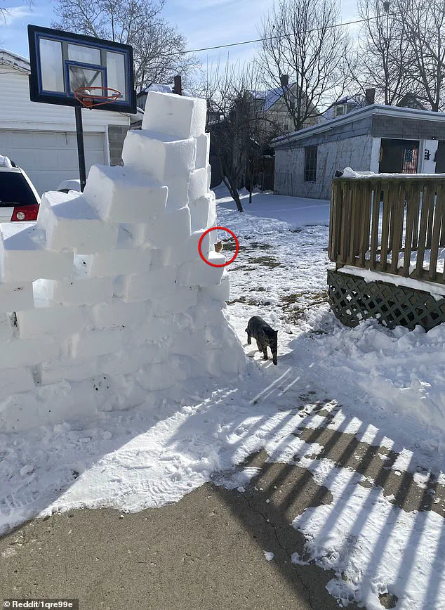 Exclusive Access to a Viral Puzzle: The Hidden Sniper in the Snowy Backyard