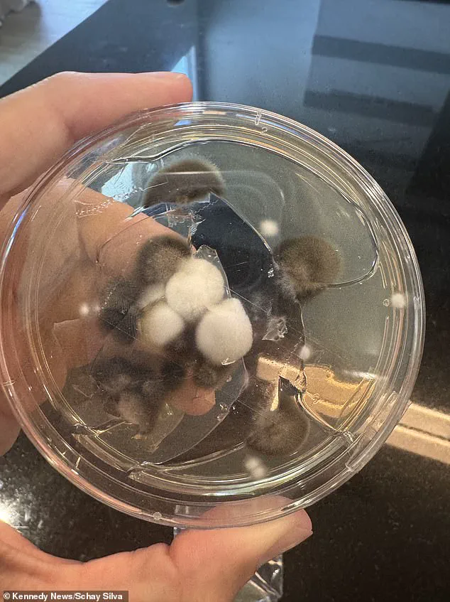 From Dismissal to Diagnosis: A Mother's Harrowing Journey Through Persistent Symptoms and Missteps in Healthcare