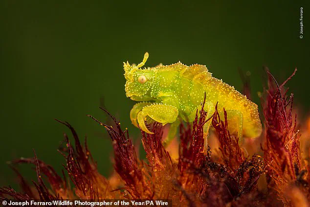 Vote for the Winning Nature Photo: Help Choose the Image That Will Hang in London's Natural History Museum