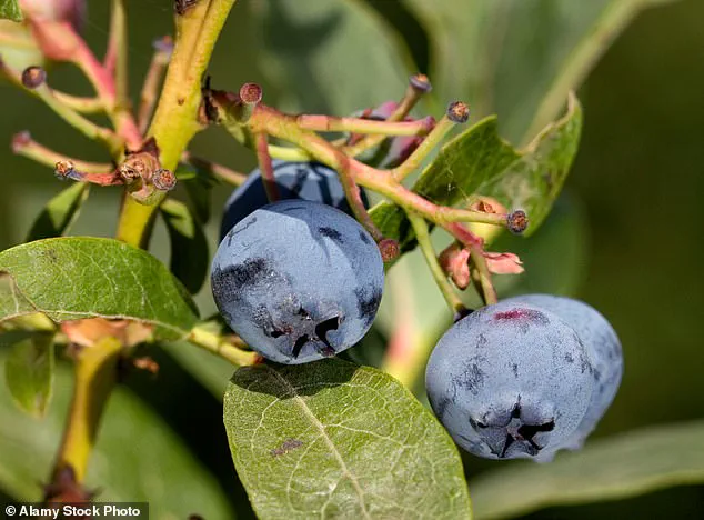 Blueberries: Unlocking Health Benefits Without the Bulk, Now a UK Favorite