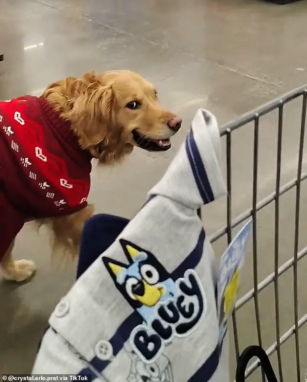 Walmart Shopper Claims Stalking Over Service Dog Incident Sparks ADA Debate