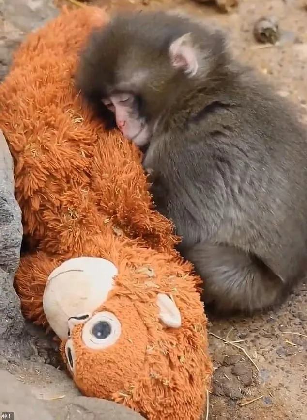 The Orangutan Plush: Punch's Only Comfort in a World of Abandonment