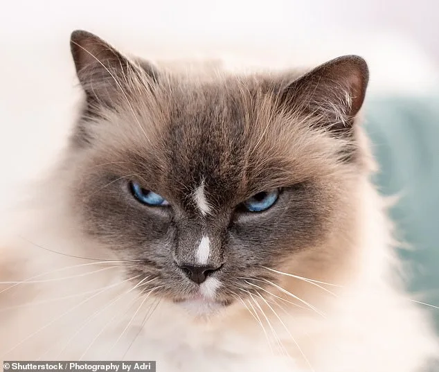 Cats vs. Dogs: The Surprising Truth About How Pets Respond to Human Distress