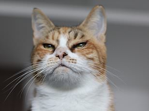 Cats vs. Dogs: The Surprising Truth About How Pets Respond to Human Distress