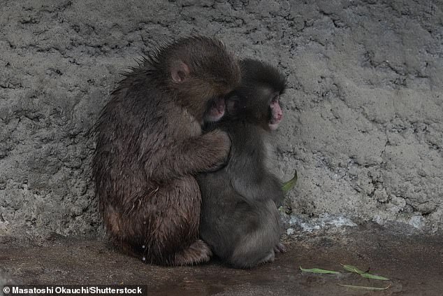 Punch the Macaque's Heartwarming Social Milestone Captures Global Attention