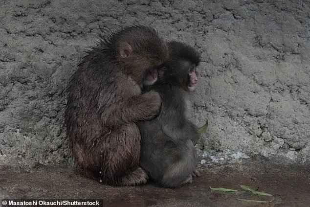 Punch the Macaque's Heartwarming Social Milestone Captures Global Attention