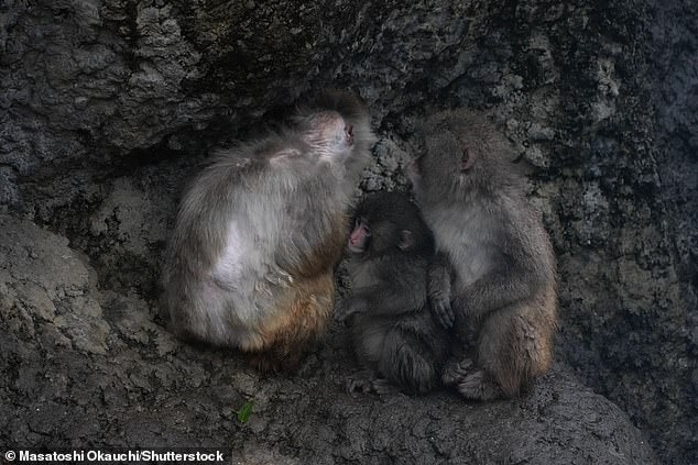 Punch the Macaque's Heartwarming Social Milestone Captures Global Attention