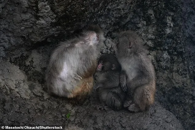Punch the Macaque's Heartwarming Social Milestone Captures Global Attention