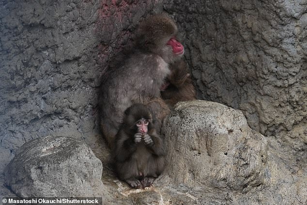 Punch the Macaque's Heartwarming Social Milestone Captures Global Attention