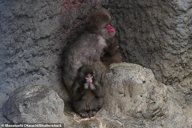 Punch the Macaque's Heartwarming Social Milestone Captures Global Attention