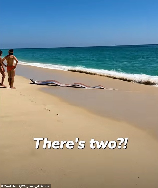 Oarfish Wash Ashore in Mexico, Reigniting Ancient Folklore and Scientific Curiosity