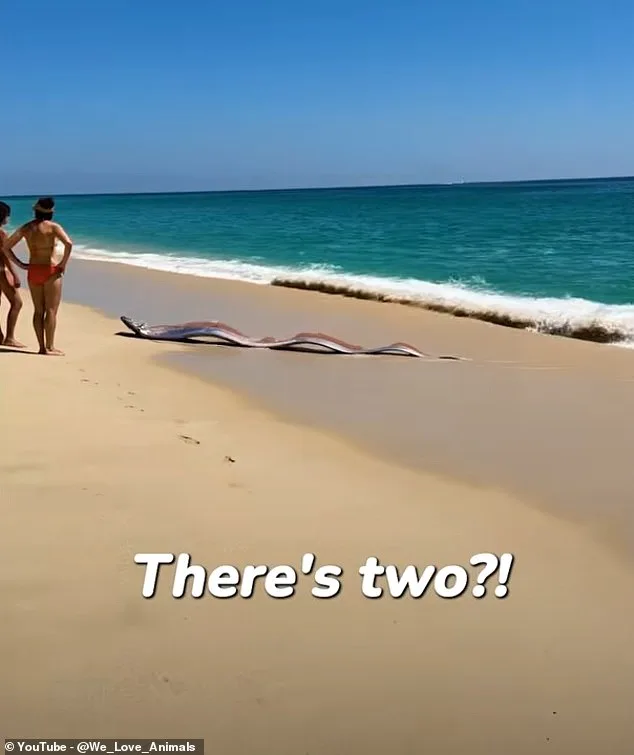 Oarfish Wash Ashore in Mexico, Reigniting Ancient Folklore and Scientific Curiosity