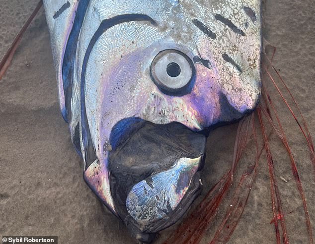 Oarfish Wash Ashore in Mexico, Reigniting Ancient Folklore and Scientific Curiosity