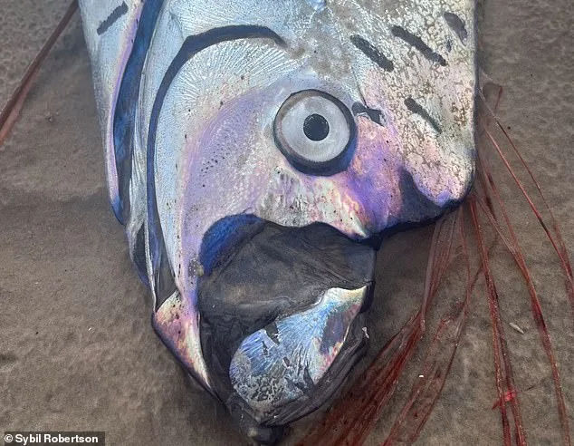 Oarfish Wash Ashore in Mexico, Reigniting Ancient Folklore and Scientific Curiosity