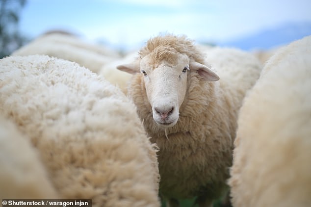 PETA Pushes for Redefinition of 'Wool' to Include Plant-Based Alternatives